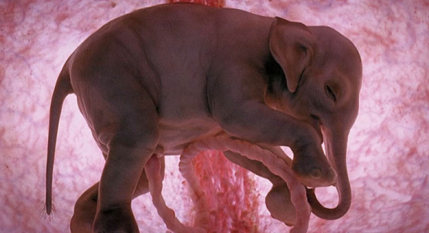 gravidanze elefante