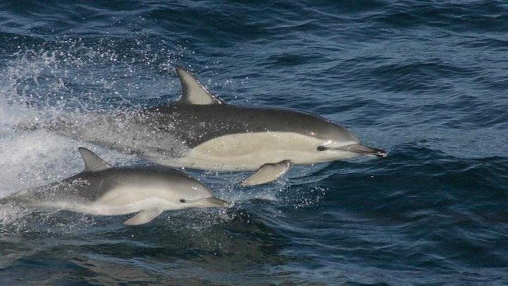 Delfini e Balene in Cattività