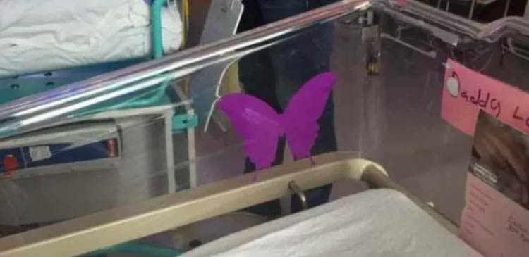 Farfalla Viola sulla Culla