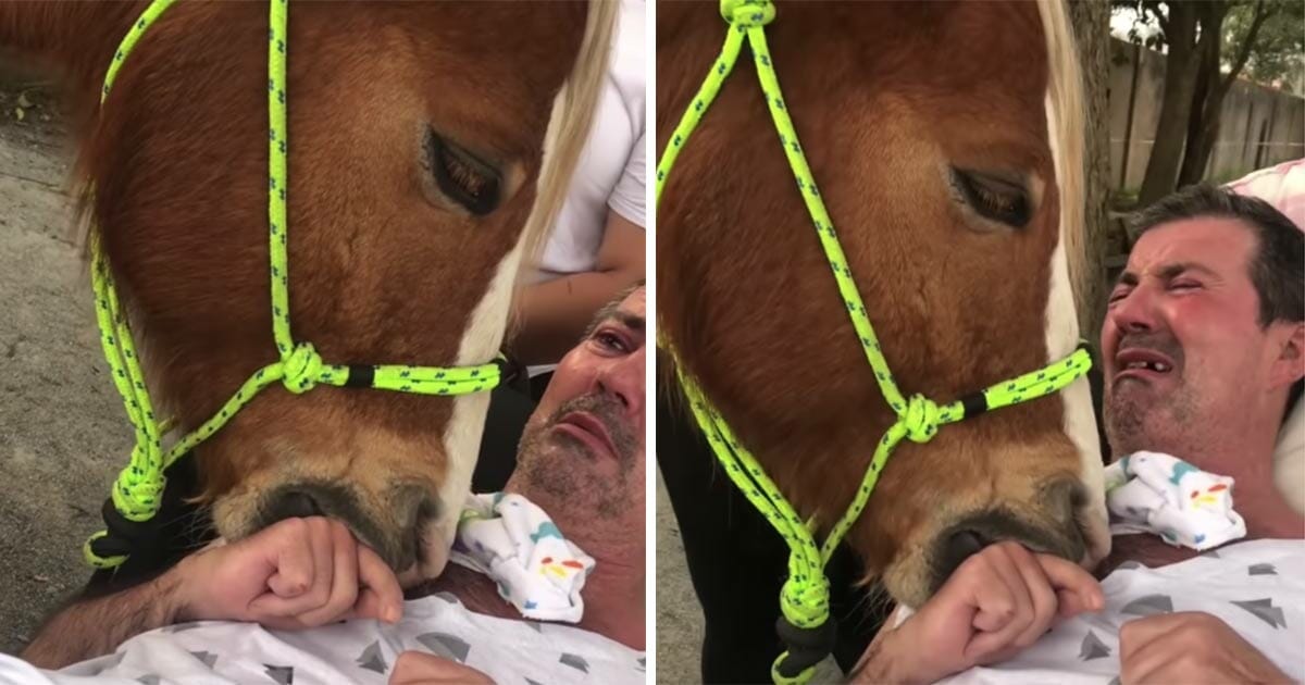 Un cavallo conforta un uomo in ospedale che soffre terribilmente. Si prende cura di lui e la scena fa venire la pelle d'oca.