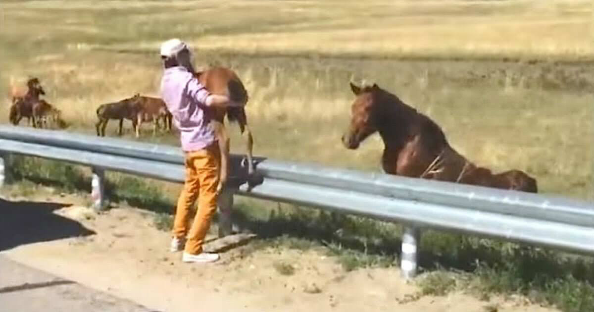Un uomo salva un cavallino dall'autostrada, e la madre gli dimostra tutta la sua gratitudine.