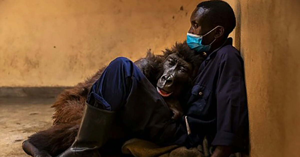 La gorilla resa famosa da un selfie aveva trovato nel suo assistente un amico prezioso.